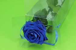 Sk Růže na stonku premium dark blue - velkoobchod, dovoz květin, řezané květiny Brno