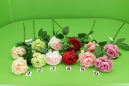 Uk růže anglická - velkoobchod, dovoz květin, řezané květiny Brno