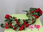Uk muškát popínavý 120cm - velkoobchod, dovoz květin, řezané květiny Brno