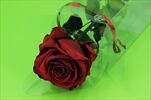 Sk Růže na stonku premium burgundy - velkoobchod, dovoz květin, řezané květiny Brno