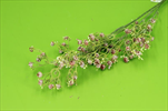 Uk Gypsophila PK - velkoobchod, dovoz květin, řezané květiny Brno