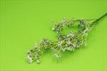 Uk Gypsophila PU - velkoobchod, dovoz květin, řezané květiny Brno