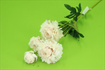Uk ranunculus sv.růžová - velkoobchod, dovoz květin, řezané květiny Brno
