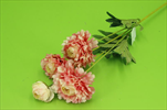 Uk ranunculus losos - velkoobchod, dovoz květin, řezané květiny Brno