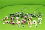 Uk Ranunculus mix - velkoobchod, dovoz květin, řezané květiny Brno