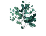 Sk Eucalyptus Populus green - velkoobchod, dovoz květin, řezané květiny Brno