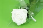 Sk Růže na stonku premium white - velkoobchod, dovoz květin, řezané květiny Brno