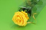 Sk Růže na stonku premium saffron yellow - velkoobchod, dovoz květin, řezané květiny Brno