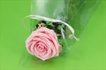 Sk Růže na stonku premium pastel pink - velkoobchod, dovoz květin, řezané květiny Brno