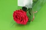 Sk Růže na stonku premium dark pink - velkoobchod, dovoz květin, řezané květiny Brno