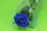 Sk Růže na stonku premium dark blue - velkoobchod, dovoz květin, řezané květiny Brno