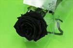 Sk Růže na stonku premium black - velkoobchod, dovoz květin, řezané květiny Brno