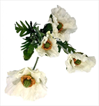 UK Vlčí Mák bílý 40cm - velkoobchod, dovoz květin, řezané květiny Brno
