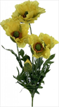UK Vlčí Mák žlutý 40cm - velkoobchod, dovoz květin, řezané květiny Brno