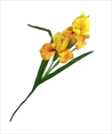 UK Kosatec 75cm žlutý - velkoobchod, dovoz květin, řezané květiny Brno