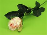 Uk Rose X1 pink - velkoobchod, dovoz květin, řezané květiny Brno