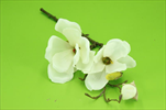 Uk magnolia 50cm cream - velkoobchod, dovoz květin, řezané květiny Brno