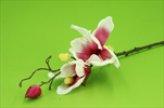 Uk magnolia 50cm mauve - velkoobchod, dovoz květin, řezané květiny Brno