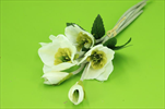 Uk Helleborus bílý - velkoobchod, dovoz květin, řezané květiny Brno