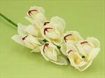 Uk Orchid cymbidium 65cm cream - velkoobchod, dovoz květin, řezané květiny Brno