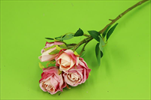 Uk Růže trsová 37cm tmavě růžová - velkoobchod, dovoz květin, řezané květiny Brno