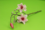 Uk magnolia 48cm pink-cream - velkoobchod, dovoz květin, řezané květiny Brno