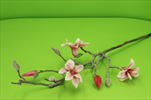 Uk magnolia 72cm pink-cream - velkoobchod, dovoz květin, řezané květiny Brno