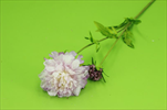 Uk Scabiosa 68cm lavender - velkoobchod, dovoz květin, řezané květiny Brno