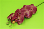 Uk Orchidea 78cm růžovo-bílá - velkoobchod, dovoz květin, řezané květiny Brno