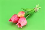 Uk tulipán X3/22cm růžový - velkoobchod, dovoz květin, řezané květiny Brno