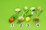 Uk Tulipán s cibulkou 17cm mix barev - velkoobchod, dovoz květin, řezané květiny Brno