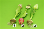 Uk Tulipán s cibulkou 25cm mix barev - velkoobchod, dovoz květin, řezané květiny Brno