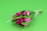 Uk tulipán X7/28cm růžový - velkoobchod, dovoz květin, řezané květiny Brno