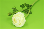 Uk Ranunculus 50cm cream - velkoobchod, dovoz květin, řezané květiny Brno