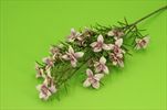 Uk Luční květy 45cm lavender - velkoobchod, dovoz květin, řezané květiny Brno