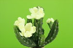 Uk kaktus 22cm květ - velkoobchod, dovoz květin, řezané květiny Brno
