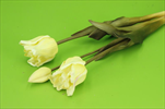 Uk tulipán X2/46cm dark cream - velkoobchod, dovoz květin, řezané květiny Brno