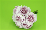 Uk Ranunculus kytice 22cm dusty pink - velkoobchod, dovoz květin, řezané květiny Brno