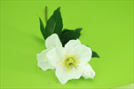 Uk Helleborus 35cm bílý - velkoobchod, dovoz květin, řezané květiny Brno