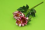 Uk Helleborus 37cm růžový - velkoobchod, dovoz květin, řezané květiny Brno