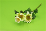 Uk Helleborus 37cm bílý - velkoobchod, dovoz květin, řezané květiny Brno
