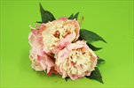 Uk Pivoňka kytice 26cm růžová - velkoobchod, dovoz květin, řezané květiny Brno