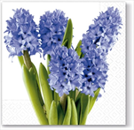 Do Ubrousky s hyacinty - velkoobchod, dovoz květin, řezané květiny Brno