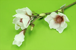 Uk Magnolia 66cm růžovo-krémová - velkoobchod, dovoz květin, řezané květiny Brno