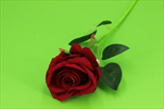 Uk Růže velvet 60cm - velkoobchod, dovoz květin, řezané květiny Brno