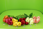 Uk kytice tulipán - velkoobchod, dovoz květin, řezané květiny Brno