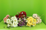 Uk kytice gerbera - velkoobchod, dovoz květin, řezané květiny Brno