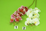 Uk Phalaenopsis - velkoobchod, dovoz květin, řezané květiny Brno