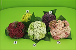 Uk kytice kulatá - velkoobchod, dovoz květin, řezané květiny Brno