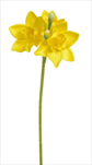 Uk Narcis  - velkoobchod, dovoz květin, řezané květiny Brno